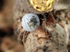 Allophyes oxyacanthae_хорион